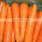 carrot vegetable specification