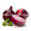 Choose the best of the Egyptian yellow & Red Onion