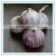 Organic garlic seed bulbs, a bulb of red garlic, fresh garlic seed