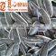 shelled Sunflower Seeds in bulk