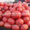 High Yield Vegetable Seeds Pink Red Tomato Seeds Popular in the markets
