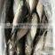 Whole Round Frozen Jack Mackerel