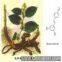 Giant Knotweed Extract 98% Resveratrol