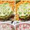 Ready to Ship Full spectrum DC12V smd 5050 agricultural led grow strip light