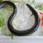 Frozen Gutted Eel (Anguilla Rostrata/Japonica)- fresh water river eel