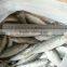 Sea Frozen 100-150g Horse mackerel or sacd from China