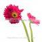 Professional export fresh rose roses flowers with 70-80cm long from Yunnan, China