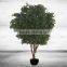 Large Artificial Ficus Tree