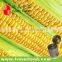 Salty Canned Sweet Corn Kernel In Tin