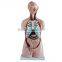Dual Sex Torso model With open back 85cm 27parts