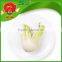 Best Quality Fennel with Good Price