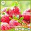 Price For IQF Frozen Strawberry M13, Honey