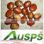 2014 crop Chinese fresh chestnut