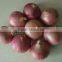 China New Crop Fresh Onion