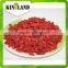 Health food extract Ningxia goji berry with high quality
