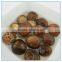 Mini Size Xianggu Mushroom Spawn, Organic Shiitake Mushroom Spawn