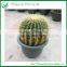 Wholesale All Types Of Cactus Plants