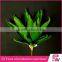 Indoor Ornamental Tropical Green Foliage Plants Sale