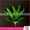 indoor ornamental tropical green foliage plants sale