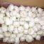 jinxiang vegetable garlic for selling,bulk garlic, chinese garlic