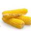 IQF processing Frozen sweet corn cob