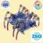 2015 new fashion electronic spider toy for kids cheap plastic bug toy gift wholesale from factory