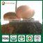 Oak Tree Mushrooms,Shiitake Mushroom Kit,Organic Shiitake Mushroom