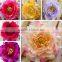 New high quality nature touch Artificial Flowers Home Decoration Flowerheads Cheap China single Peony
