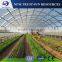 High quality single layer tunnel plastic film greenhouse for vegetable growing