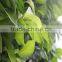 plant wall, vertical garden green wall plastic plants walls indoor and outddor use Quality Choice