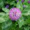 Organic Red Clover Extract, Plant, Herbal