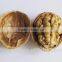New Crop Bulk Walnut in Thin Shell for Sales