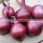 Export Quality Indian Fresh Red White Pink Onion