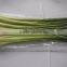 Frozen lemongrass whole