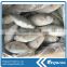 Whole sale frozen round scad fish seafood exporter in China