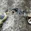 Portable Special Shape Detachable S Carabiner