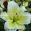 Fragrant aroma crazy selling fresh cut flowers the yellow king lily with high quality service from china farms