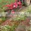 1 row peanut harvester groundnut harvesting machine with walking tractor