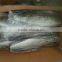 frozen grey mullet fillets PBO &PBI, skin-on, scaled, chemical free