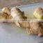 HIGH QUALITY BEST PRICE VIETNAM WHOLE SALE FRESH GINGER 2015