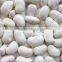 We are supply Large white kidney beans with best price for sale