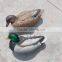 Green-head plastic duck hunting decoys