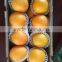 Fresh Gannan Navel Orange, Best Quality China Navel Orange