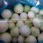 Export fresh onion from Chinese factory