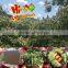Hebei fresh chestnuts
