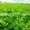 2016 hot sale fast growth small celery seeds for growing-125