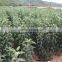 High Quality Apple Seedling