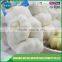 Garlic exporters china