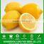 JLM01 Kingdeli fruit seeds in lemon tree seeds, lemon seeds