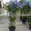FDZ -276 bamboo products powder coated Bamboo Trellis/ garden pot trellis